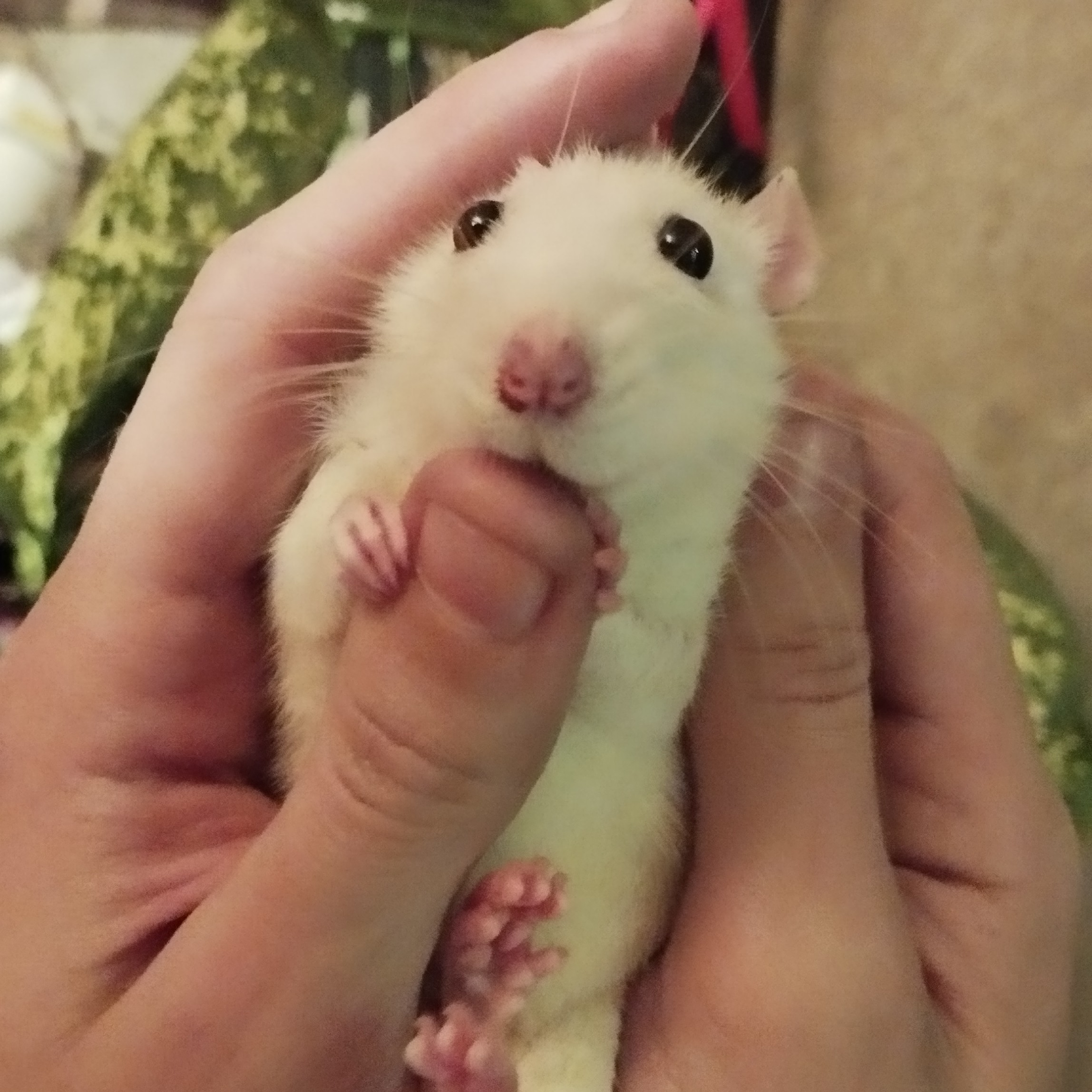 flex's profile picture