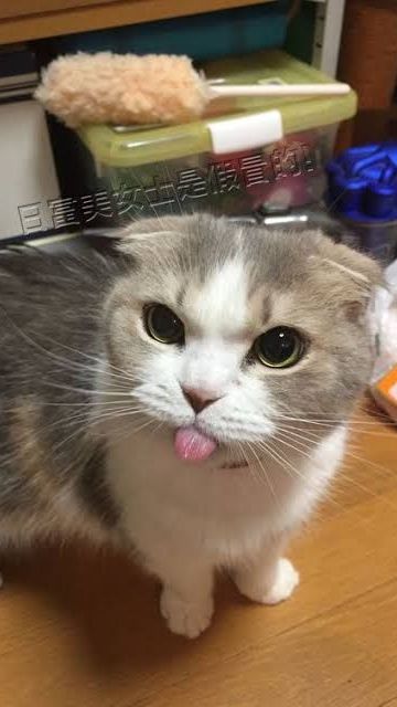 Catgpt