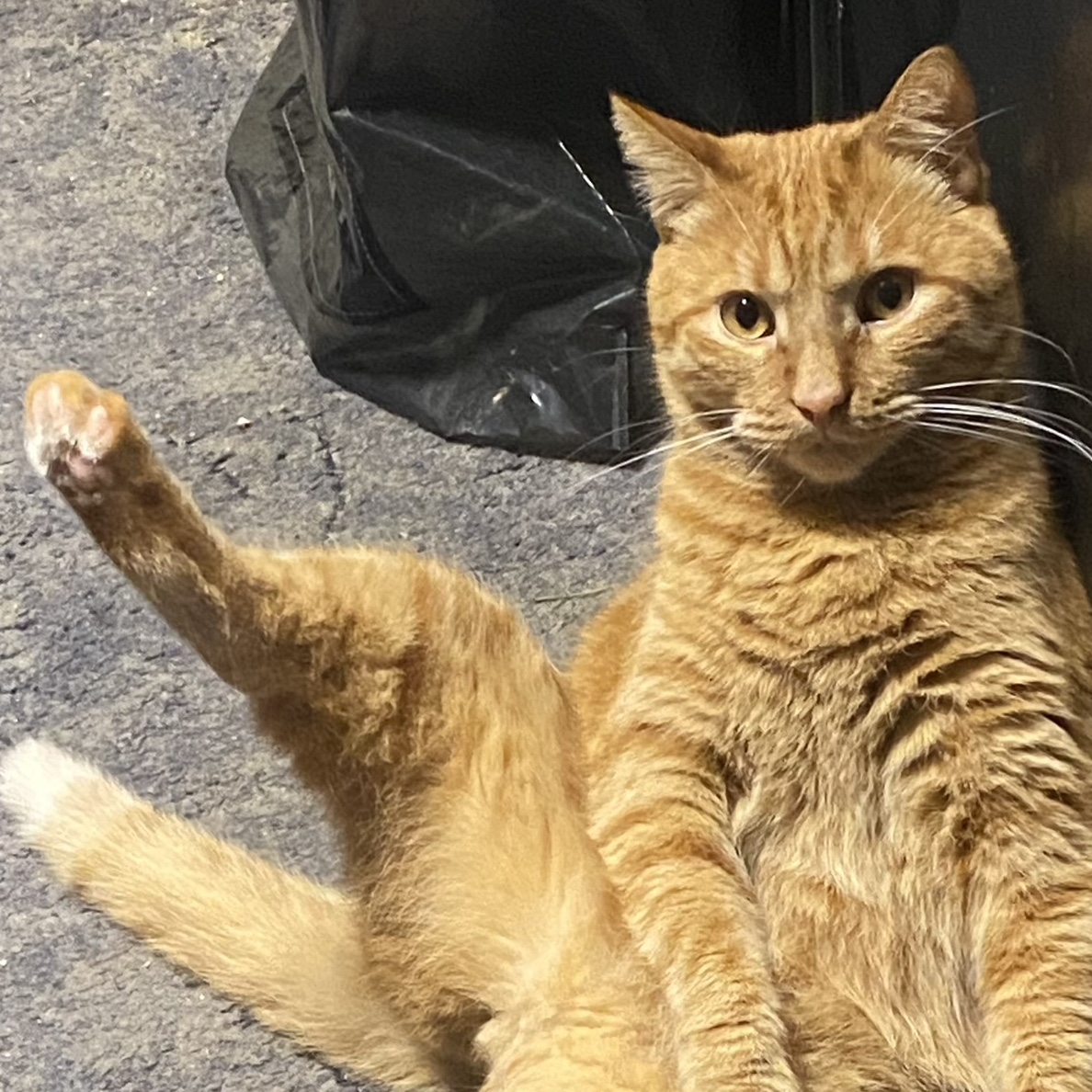 inadequate's profile picture